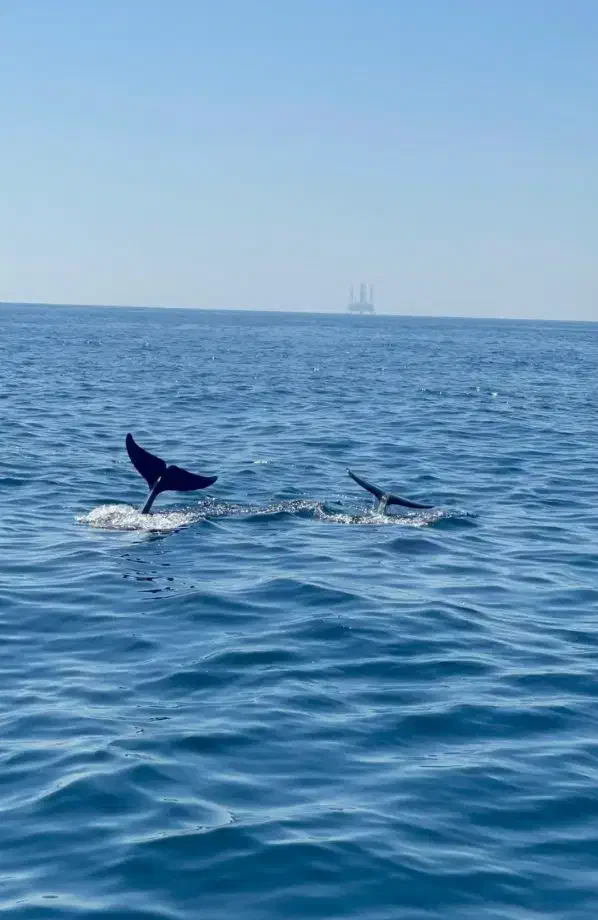 تور ترکیبی جزیره قشم و هرمز و هنگام|تور و چارتر|سبزوار, توحیدشهر|دیوار