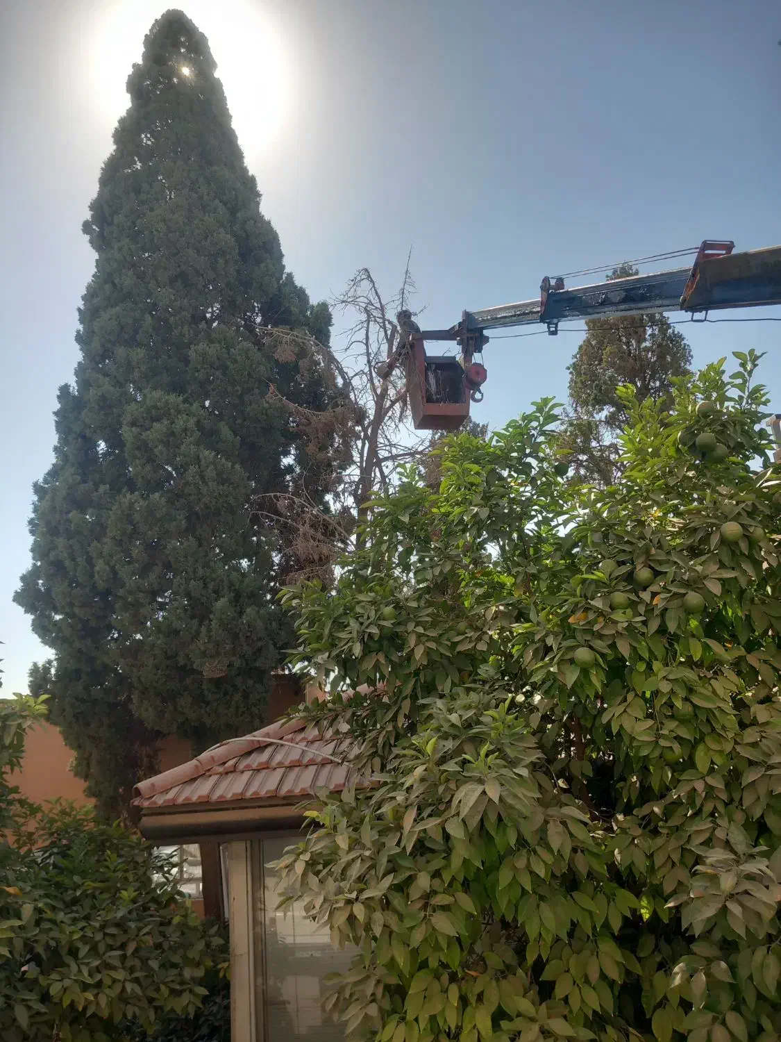 خدمات هرس|خدمات باغبانی و درختکاری|یزد, |دیوار