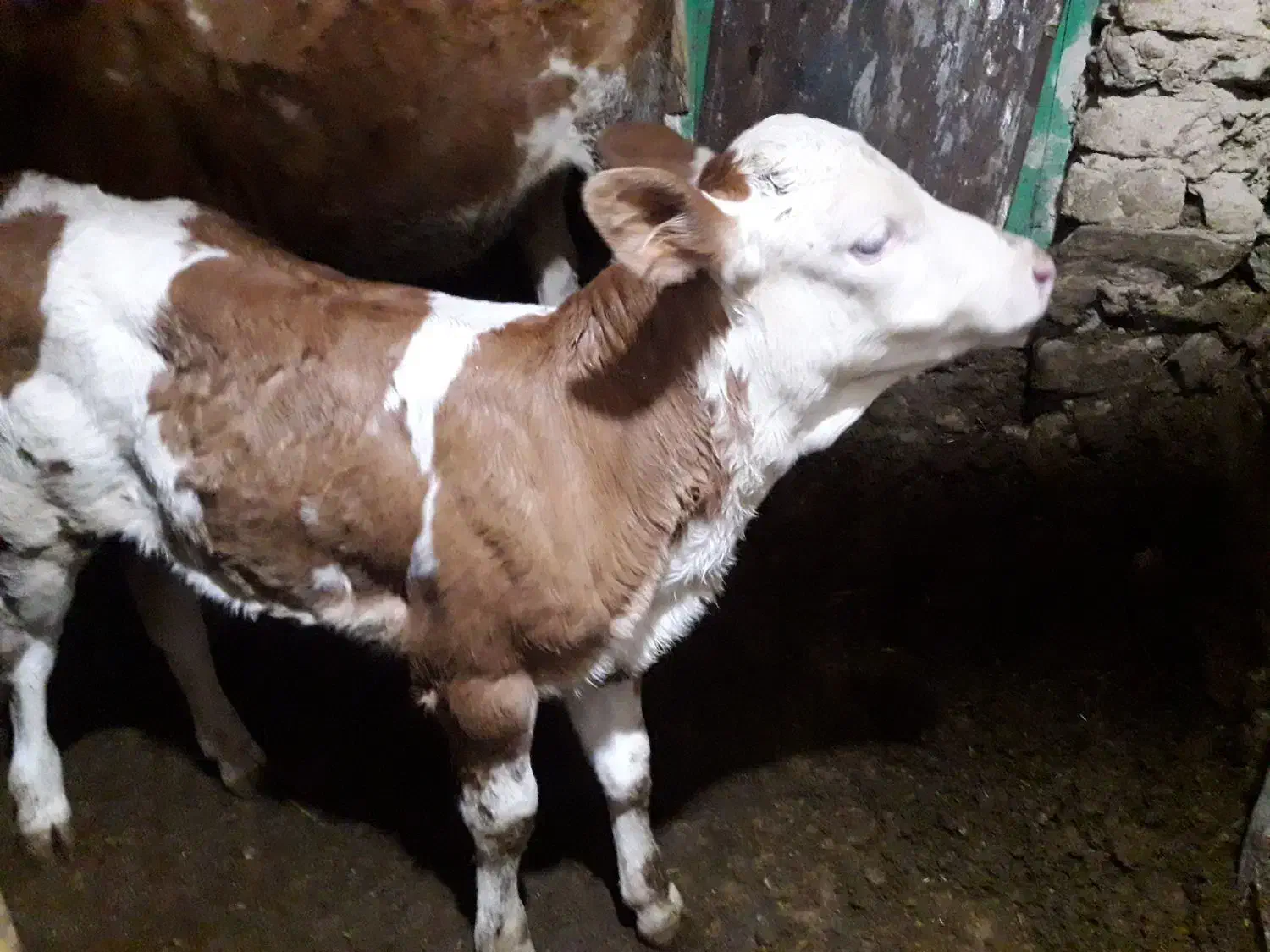گاوباگوساله|حیوانات مزرعه|سنندج, |دیوار