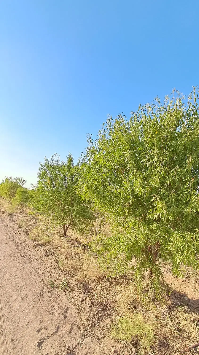 مامونیه،با ۱۰۰ میلیون باغچه بخر|فروش زمین و ملک کلنگی|زرندیه, |دیوار