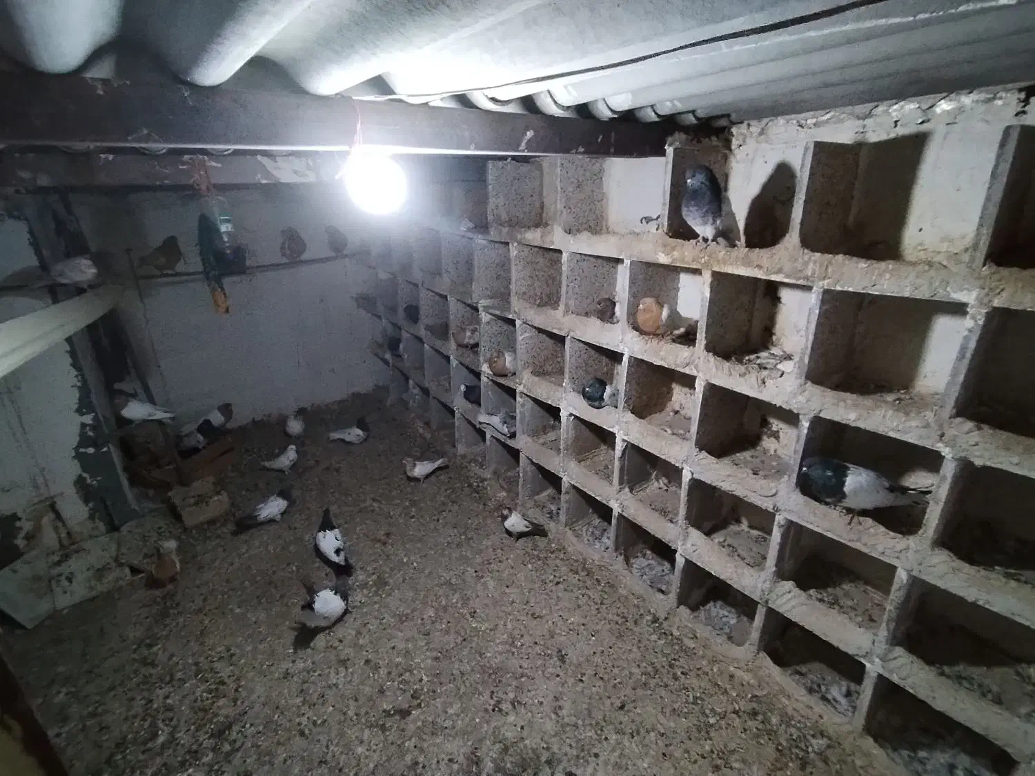 فروش 26 عدد کبوتر با قیمت مناسب|پرنده|میانه, |دیوار