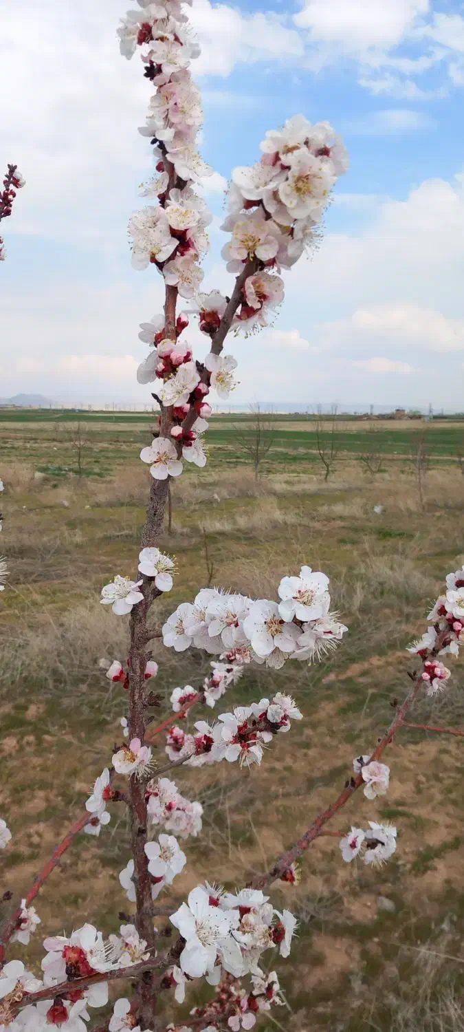 باغ|فروش دفتر صنعتی، کشاورزی، تجاری|قروه, |دیوار