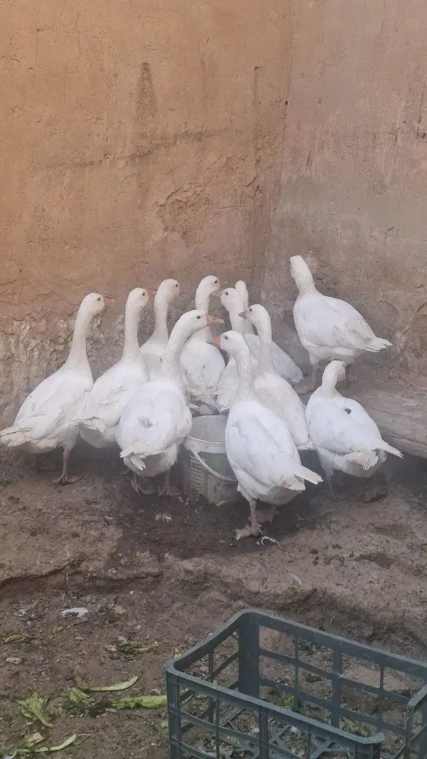 ۹ عدد غاز یکساله|حیوانات مزرعه|اسدآباد, |دیوار