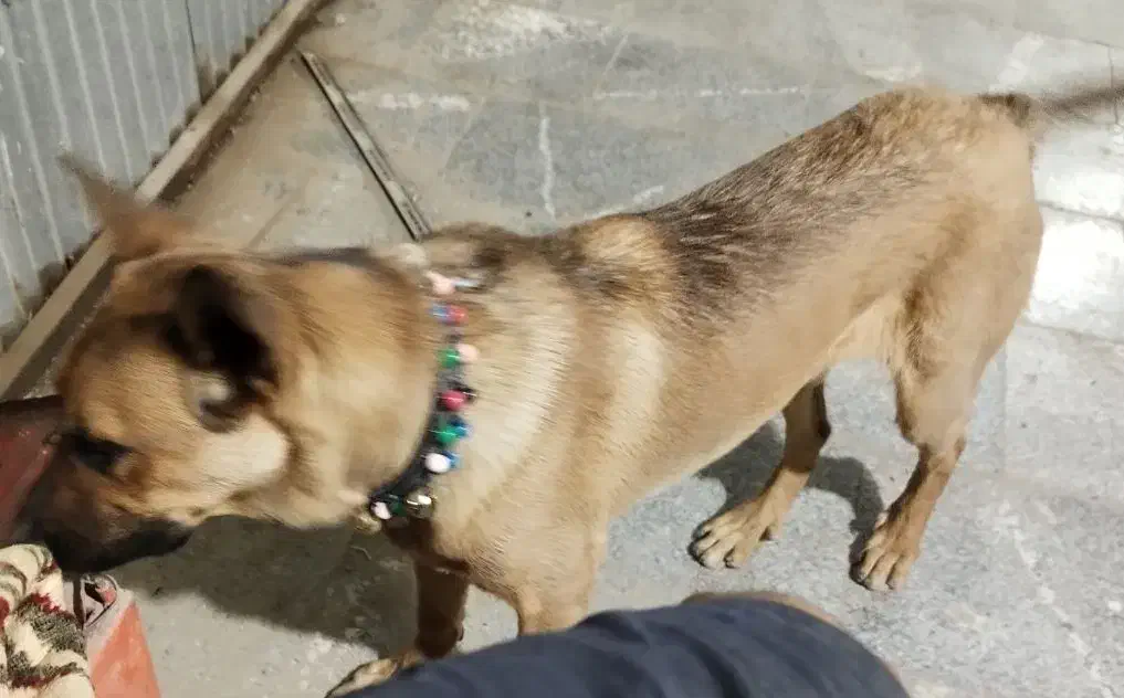 سگ گوش تیز|سگ|تربتحیدریه, ترمینال|دیوار