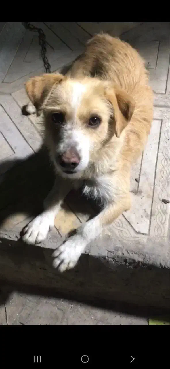 سگ گم شده|حیوانات|اهر, |دیوار