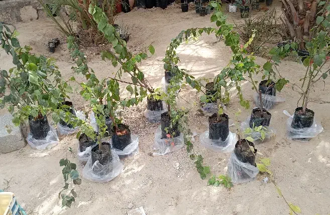 گل کاغذی|گل و گیاه طبیعی|قشم, |دیوار