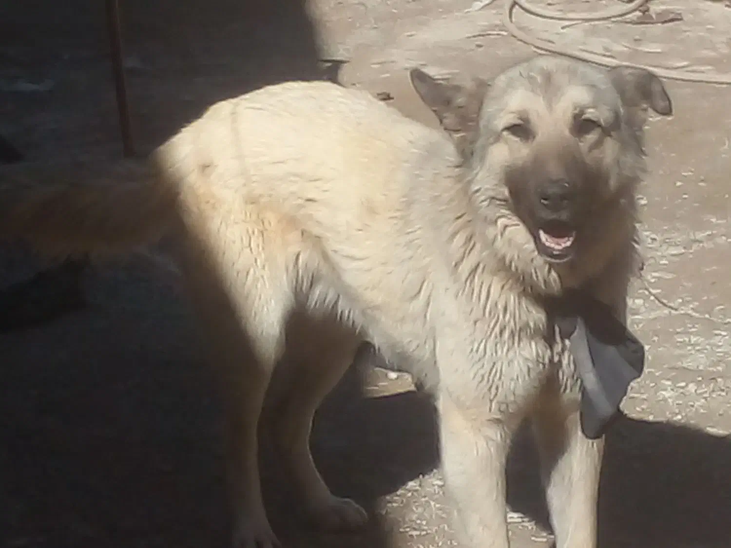 فروشی هست|سگ|فاروج, |دیوار