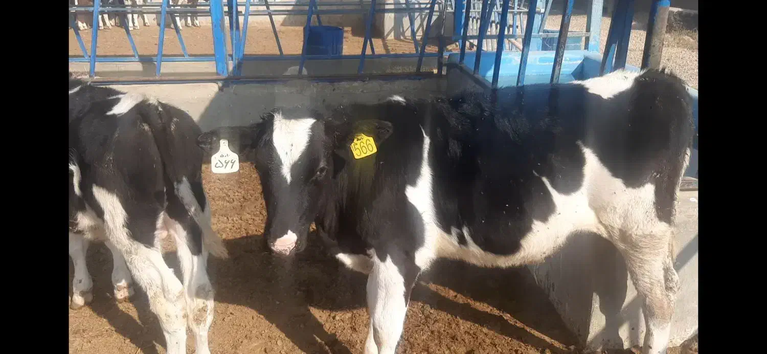 گوساله هلشتاین|حیوانات مزرعه|پیشوا, |دیوار