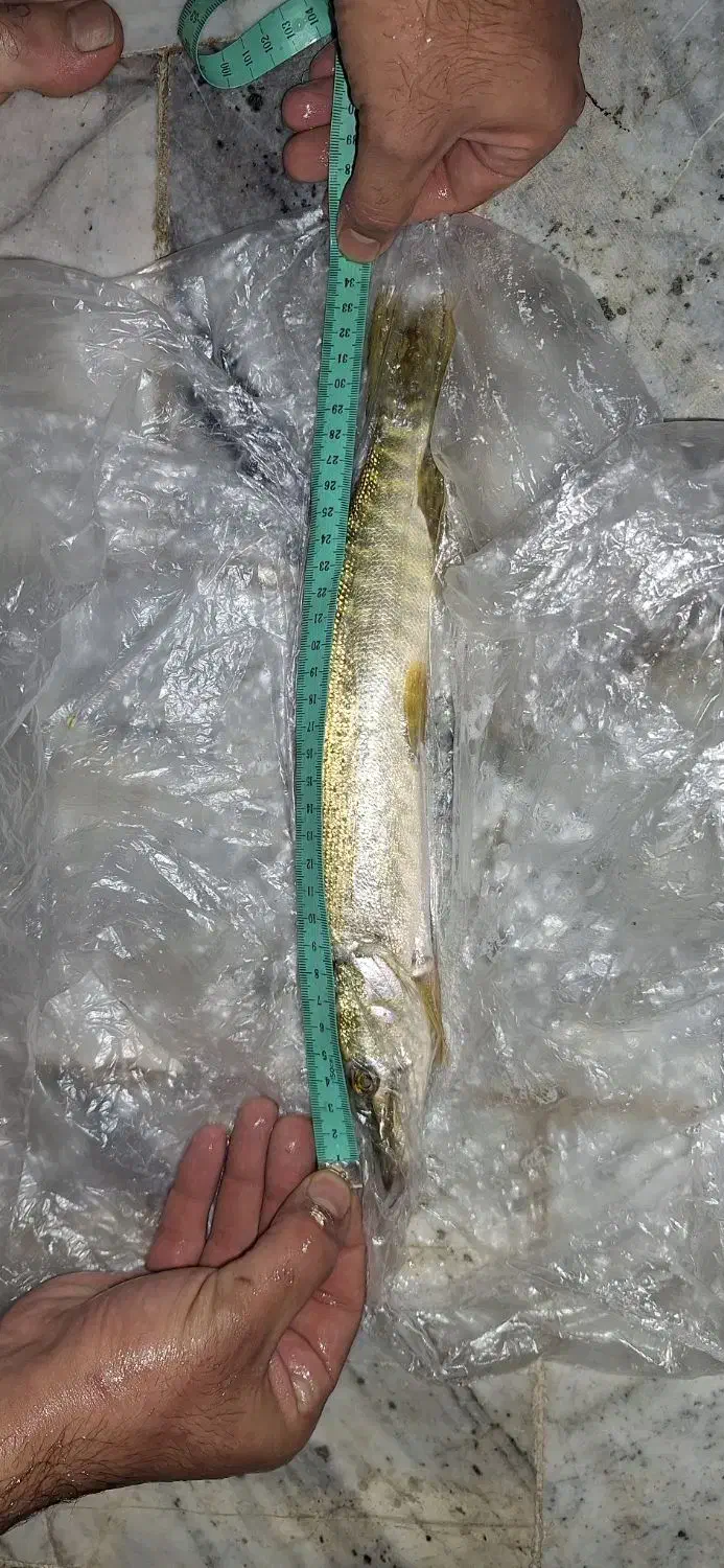 اردک ماهی|ماهی|اصفهان, کارلادان|دیوار