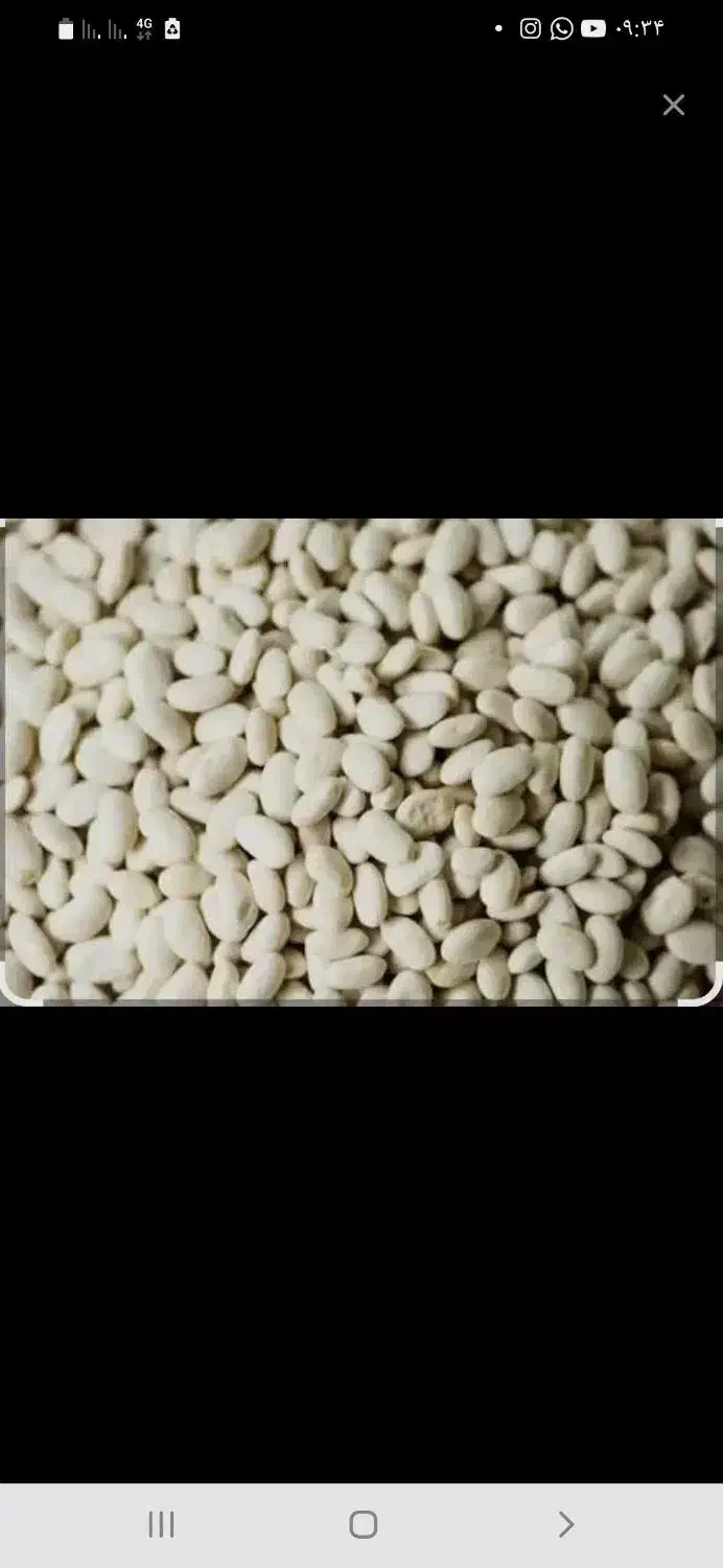 لوبیا سفید خوش پخت محلی بوجاری شده تمیز|خوردنی و آشامیدنی|دلیجان, |دیوار