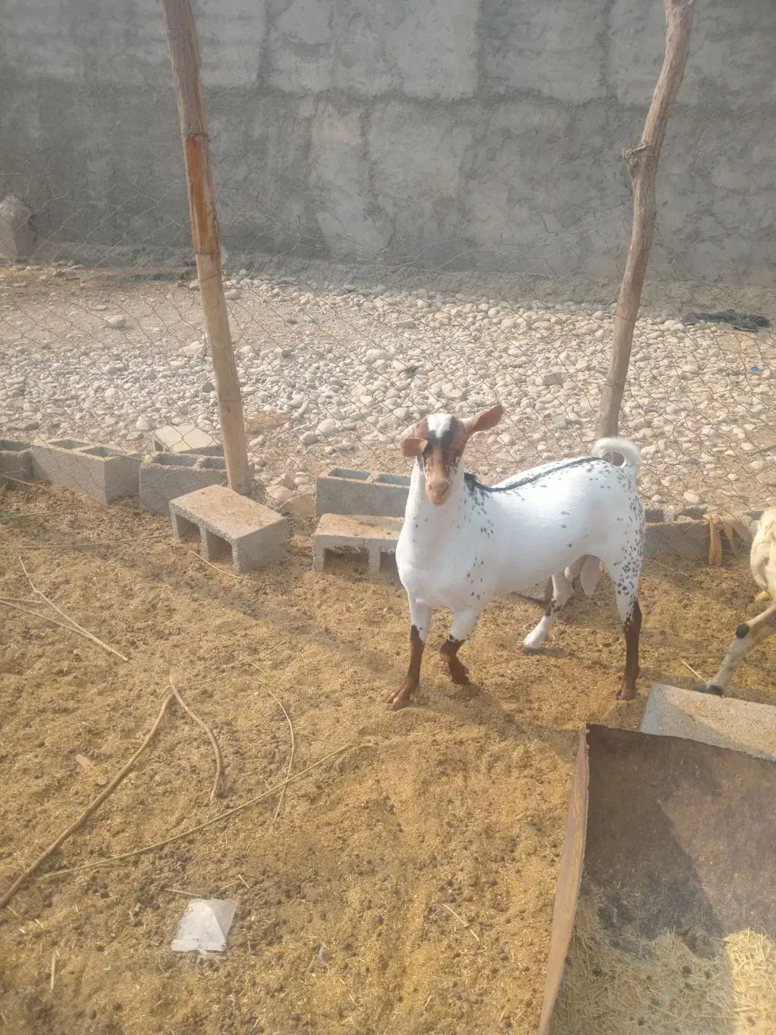 نهری|حیوانات مزرعه|قلعه قاضی, |دیوار