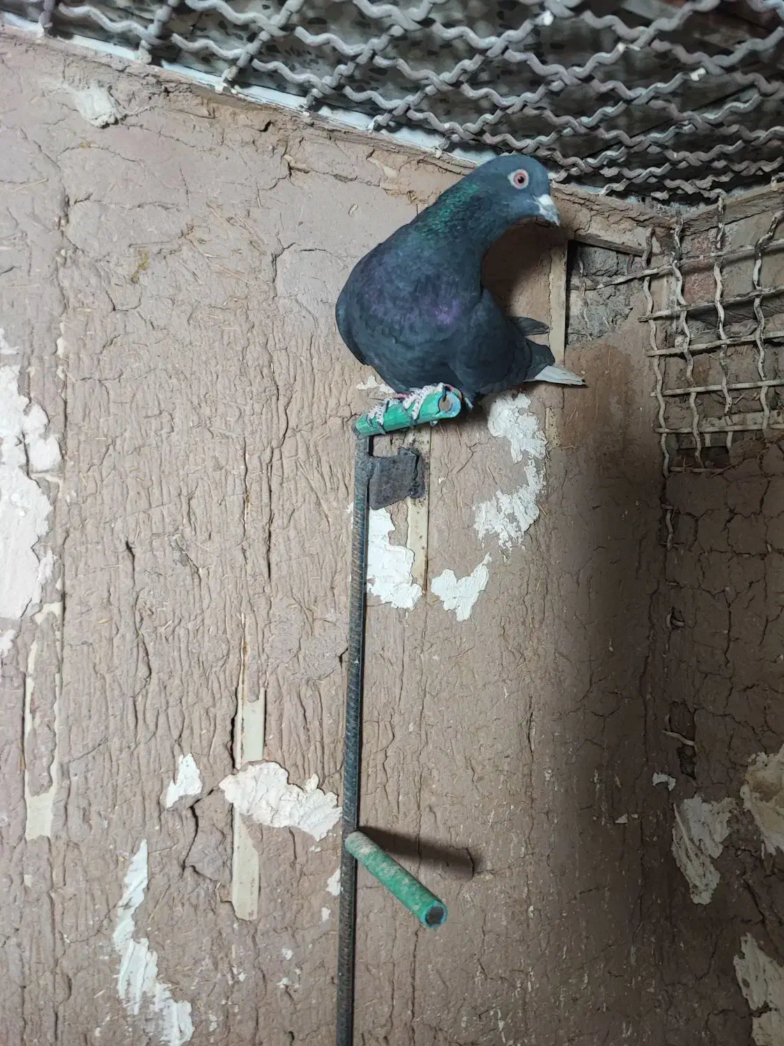 کود کفتری|گل و گیاه طبیعی|زرند, |دیوار