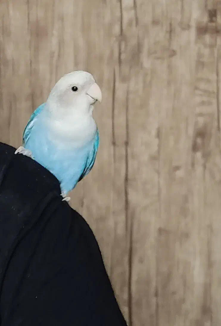 طوطی کوتوله برزیلی|پرنده|بندرعباس, |دیوار