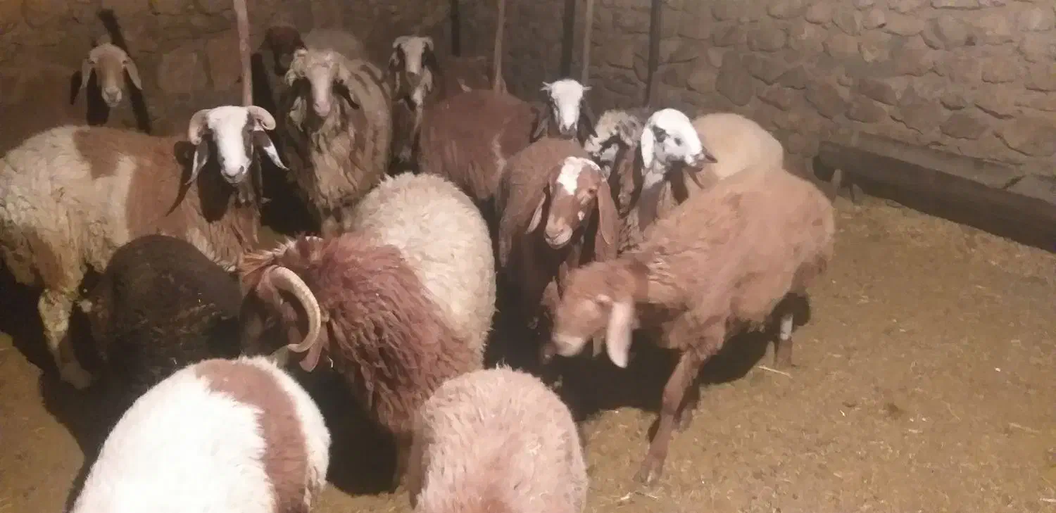 ۱۲بره ۳تاماه۹تا نر کیلو ۳۵۰|حیوانات مزرعه|دهدشت, |دیوار