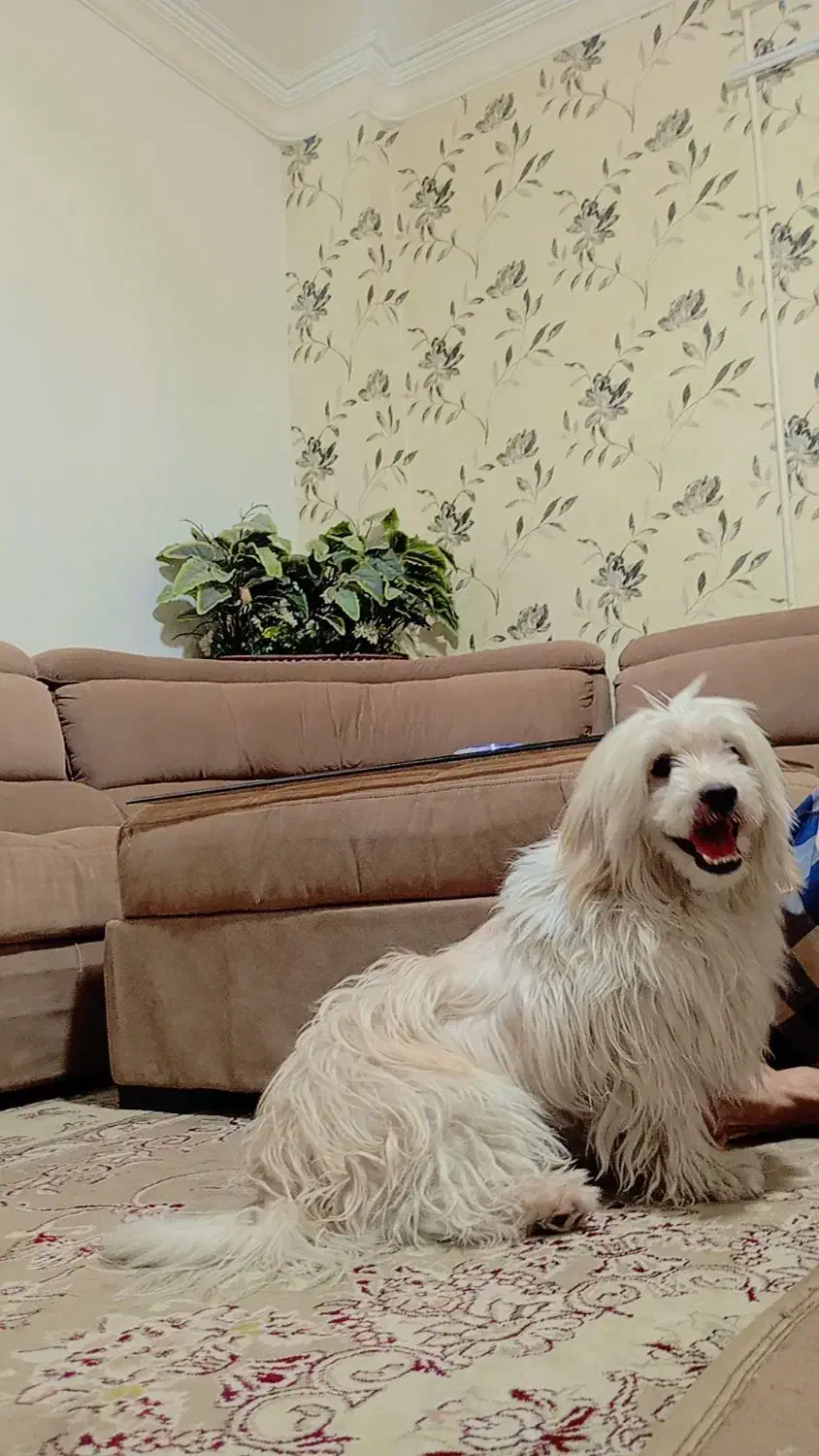 سگ شیتزو|سگ|بیرجند, |دیوار