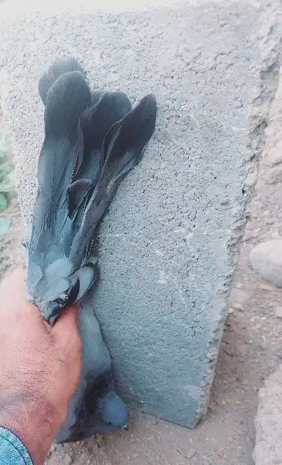 کبوتر سبز|پرنده|جیرفت, |دیوار