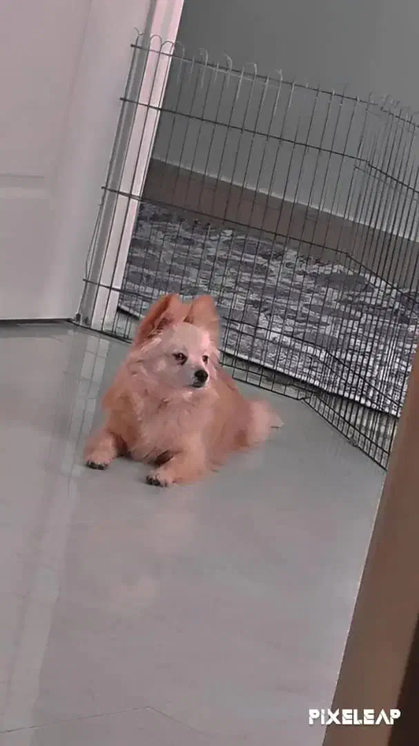 گمشده|حیوانات|تهران, خاک سفید|دیوار