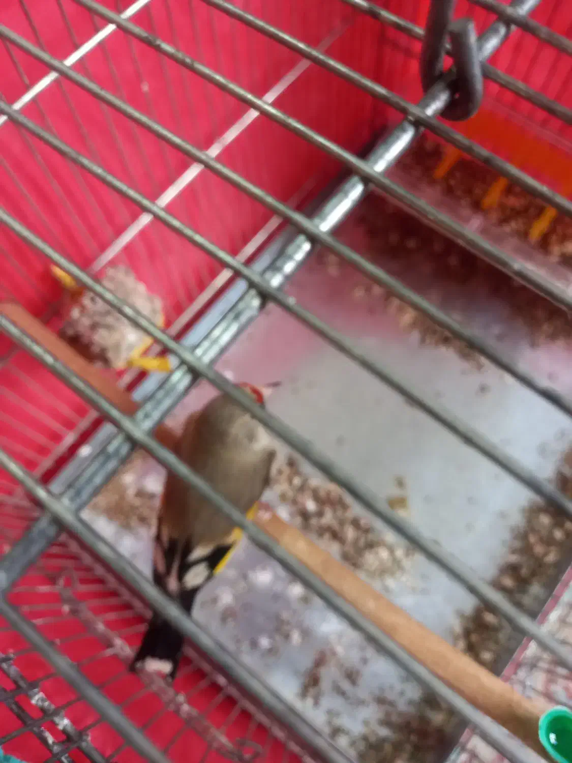 سهر و سهر قناری مست|پرنده|قم, ولیعصر|دیوار