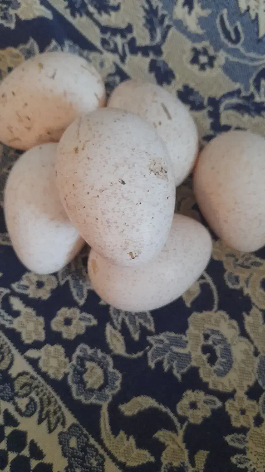 تخم بوقلمون|حیوانات مزرعه|آمل, |دیوار