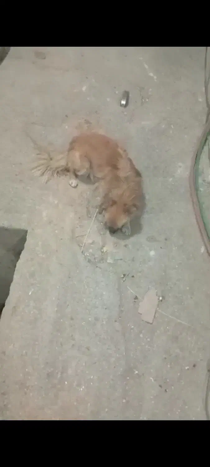 سگ خانگی|سگ|دامغان, |دیوار