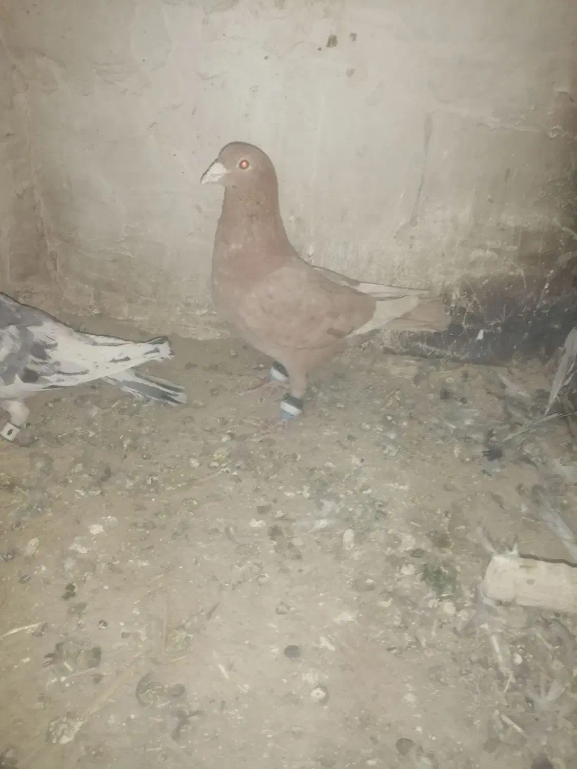 11 عدد کفتر رنگی|پرنده|اسفراین, |دیوار