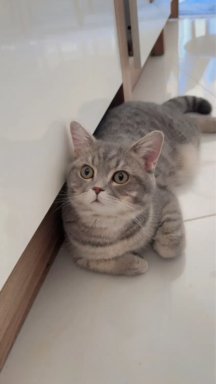 گربه اسکاتیش|گربه|مهاباد (آذربایجان غربی), |دیوار