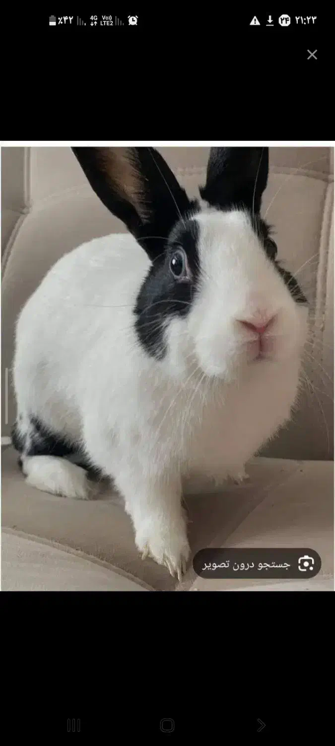 سلام|موش و خرگوش|کشکسرای, |دیوار