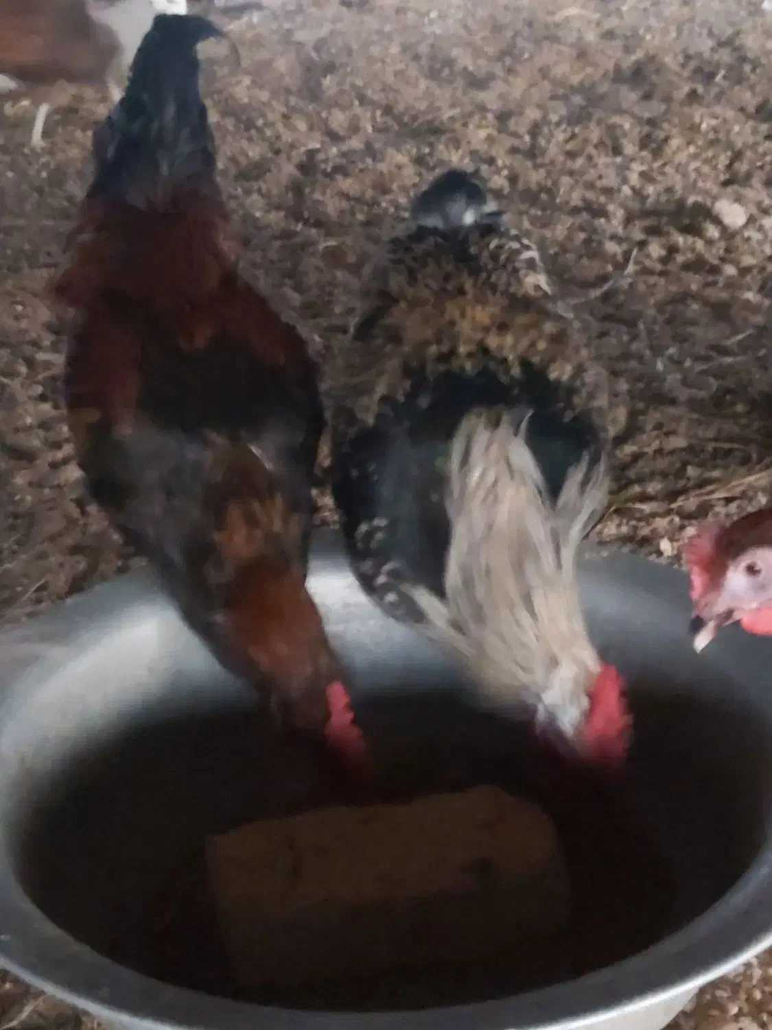 خروس ومرغ محلی ۳۰عدد وزن بالاوتخم مرغ نطفه دار|حیوانات مزرعه|هادی شهر, |دیوار