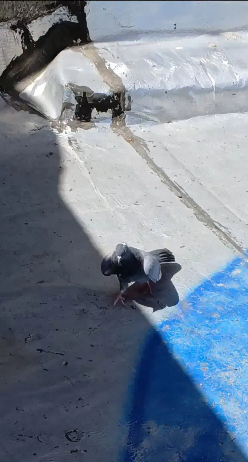 کفتر نر پرشی|پرنده|شهریار, ابراهیمآباد|دیوار