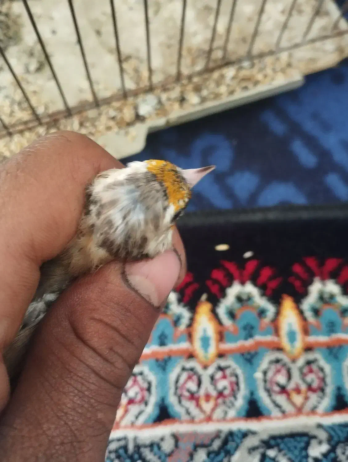 جوجه سهره دورگ سرسیاه معاوضه با سهره خاکی دارم|پرنده|مرودشت, فاز اول شهرک فرهنگیان|دیوار