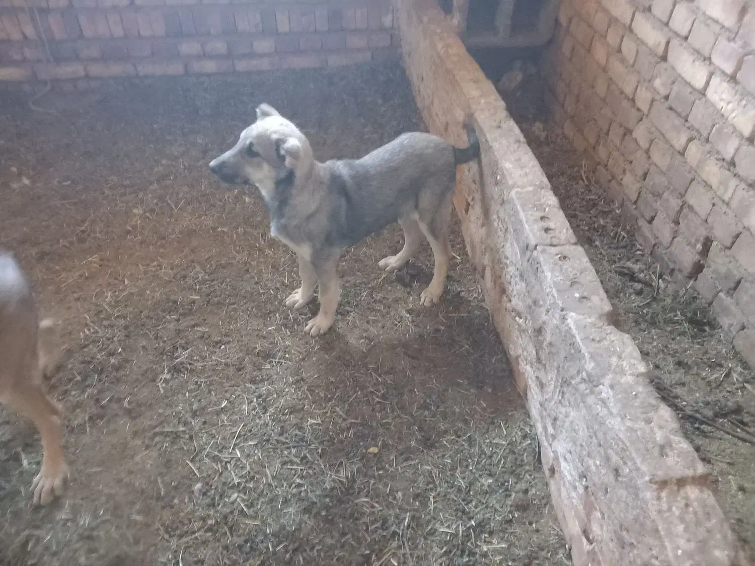 توله سگ سرابی|سگ|مرند, |دیوار