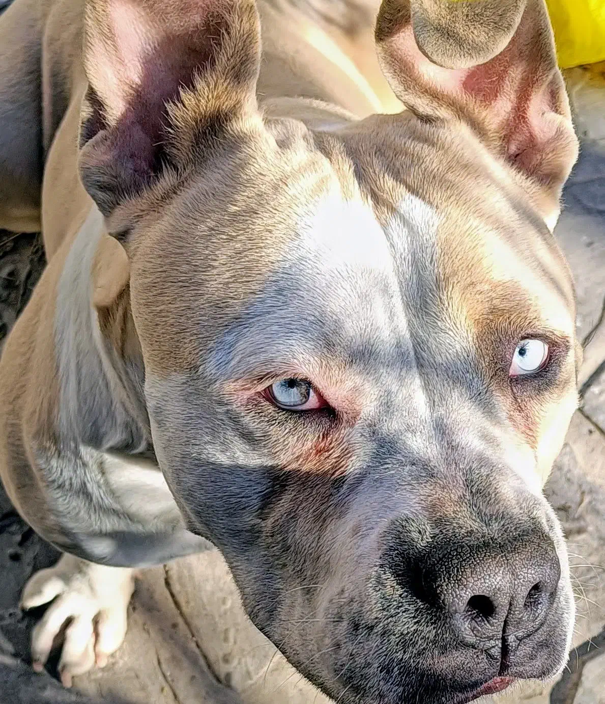 امریکن بولی|سگ|قلعه نو, |دیوار