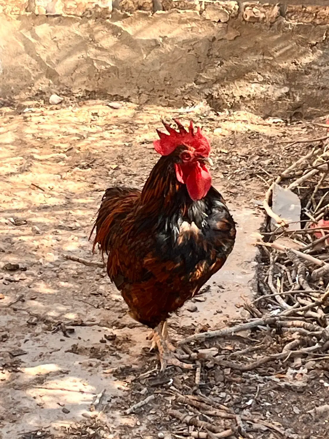 خروس|حیوانات مزرعه|اردکان, |دیوار