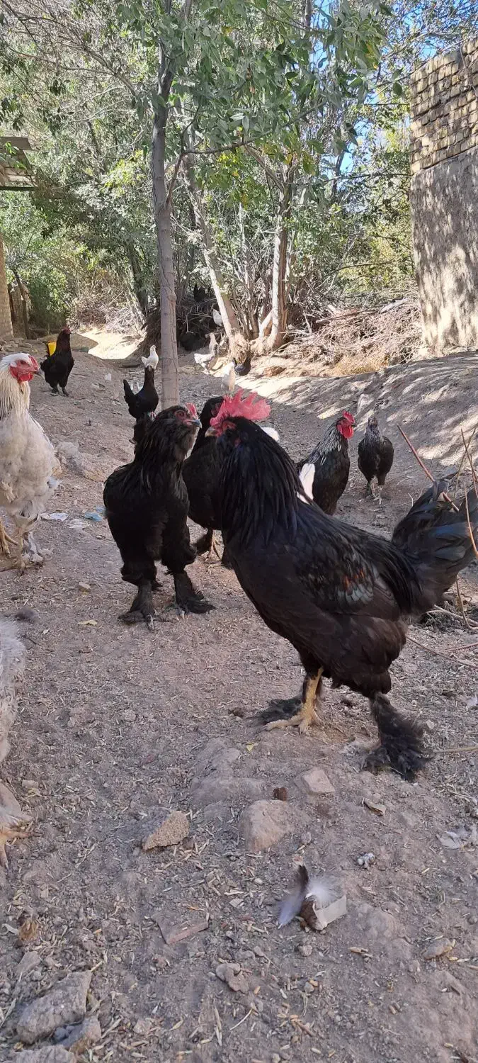 تخم نطفه دار برهما گلدپاتریچ و مرندی|حیوانات مزرعه|زنجان, |دیوار