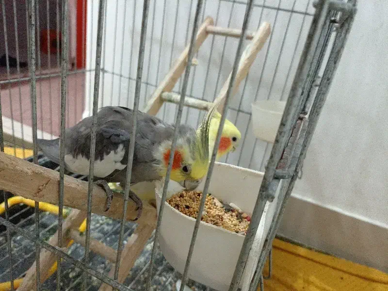 عروس هلندی...|پرنده|رشت, آب و برق|دیوار