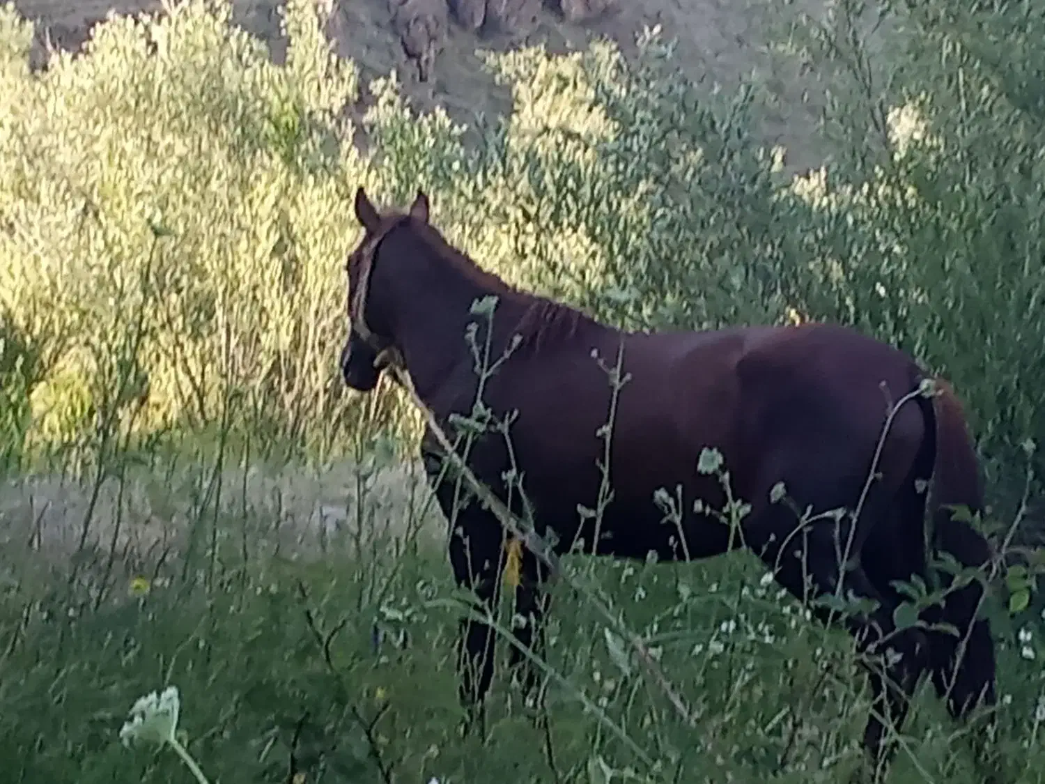 اسب سواری و باری|اسب و تجهیزات اسب‌سواری|سیلوانه, |دیوار