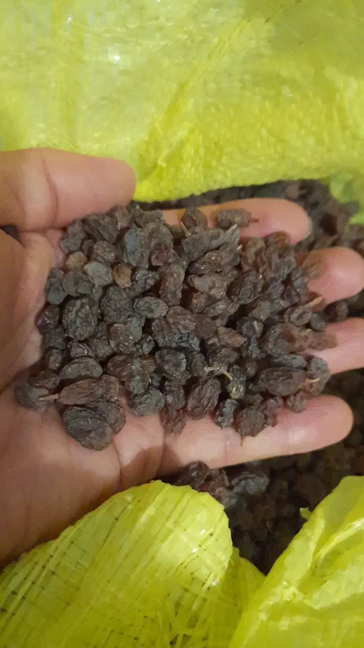 کشمش و شیره انگور|خوردنی و آشامیدنی|قم, باغ شریفی|دیوار