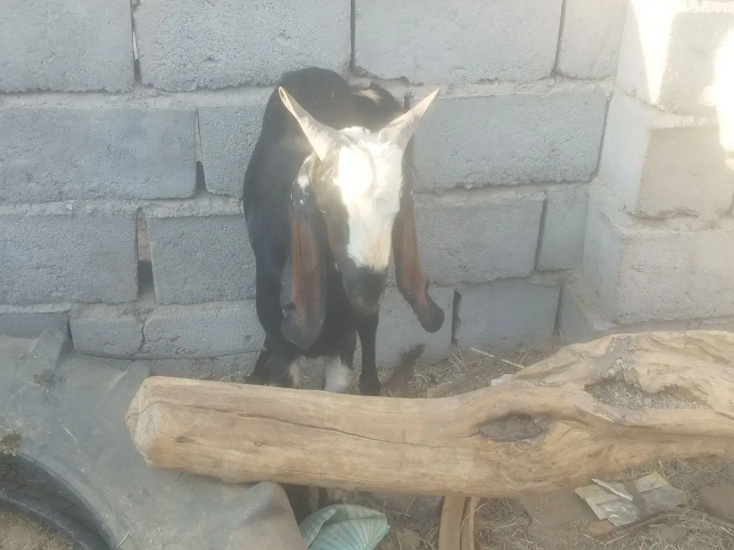 دو عدد نری|حیوانات مزرعه|ریگان, |دیوار