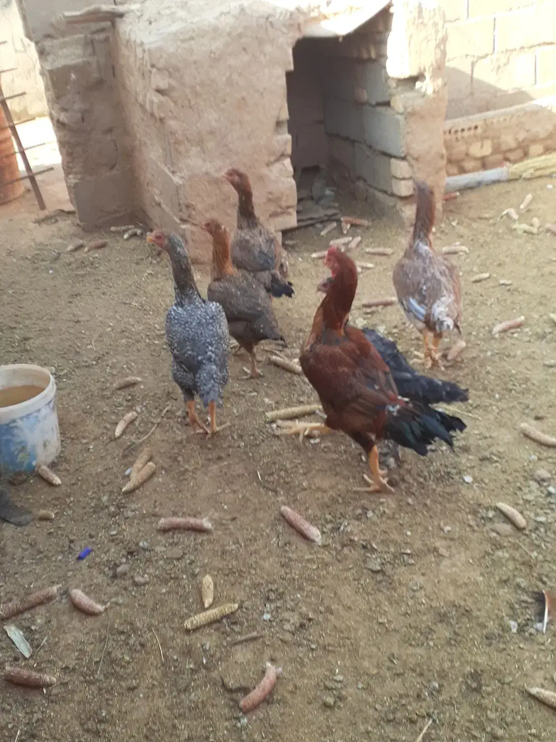 مرغ لاری نسل داره جنگی همه پنج میلیون وپانصد|حیوانات مزرعه|پائین جام, |دیوار