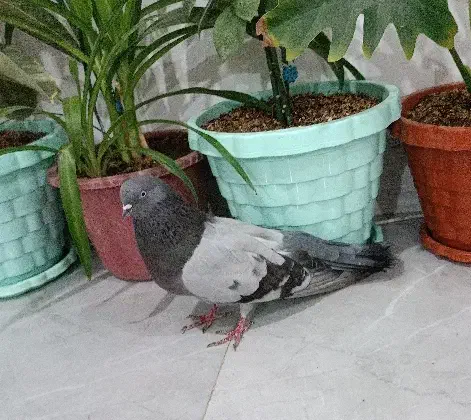 نره چایی درشت و کشیده|پرنده|اشترینان, |دیوار