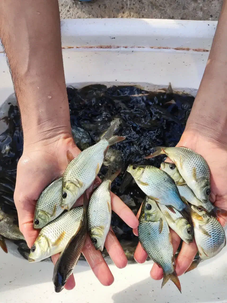 اسپلش بچه ماهی کپور،آمور) امساله فیتوفاک و.|ماهی|اهواز, شهرک حفاری|دیوار