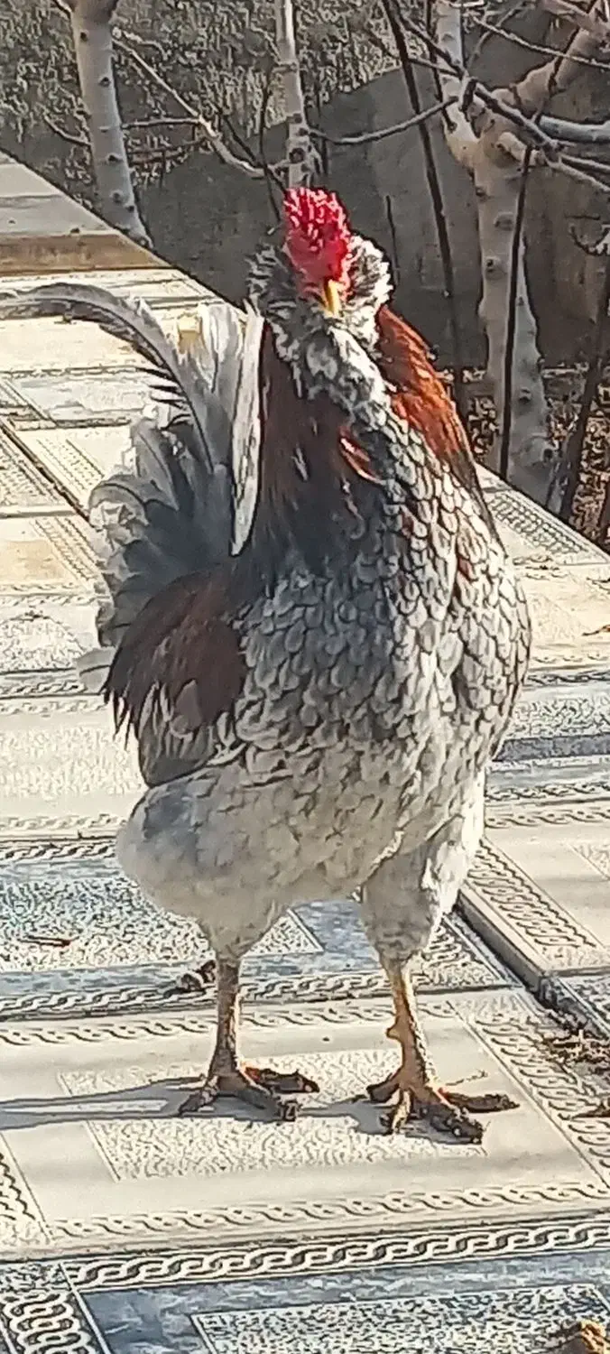 خروس چهل تاج|حیوانات مزرعه|رباط‌کریم, الارد|دیوار