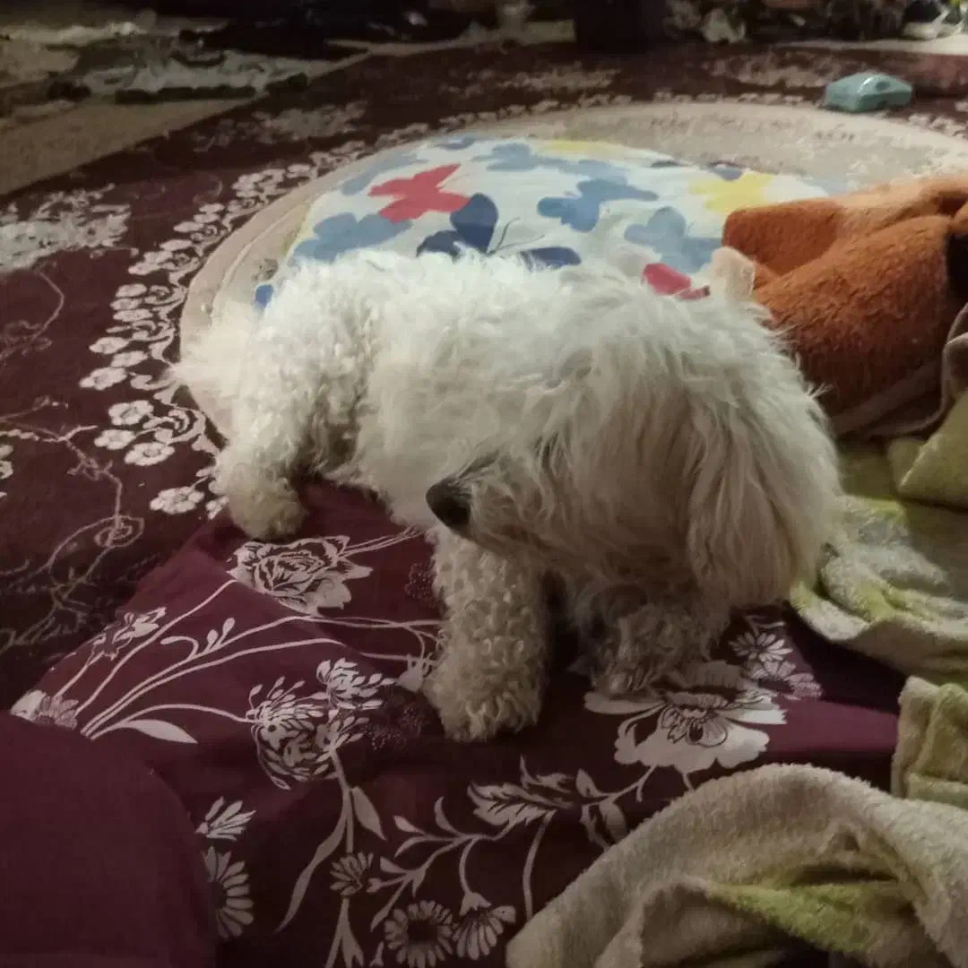 سگ نره دوساله برای نگه جای نگه دارشوندارم|سگ|مشگین شهر, |دیوار