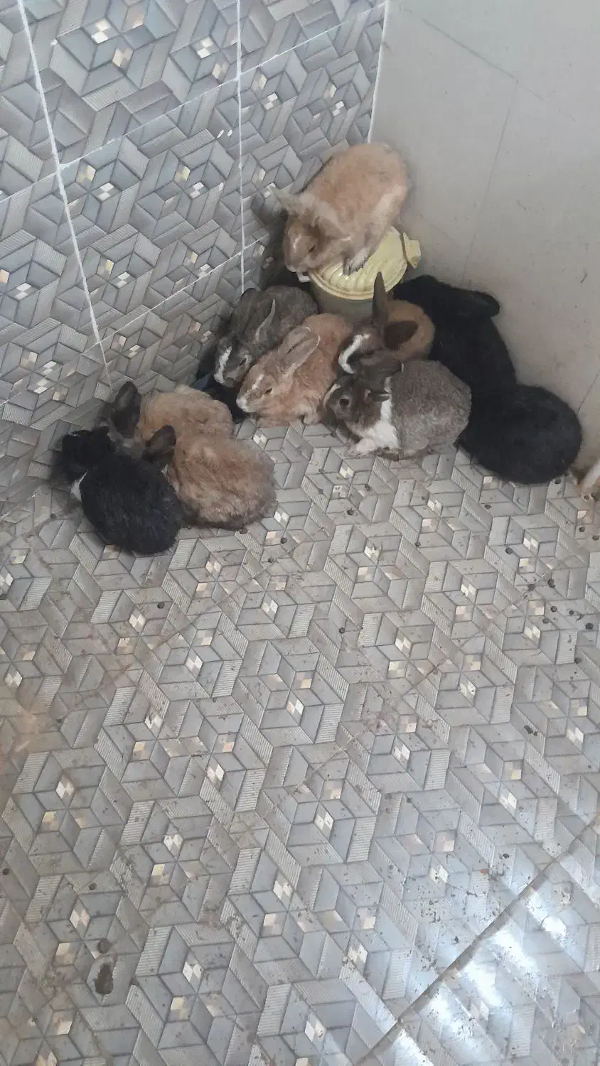 ۱۰ عدد خرگوش|موش و خرگوش|بیرجند, |دیوار