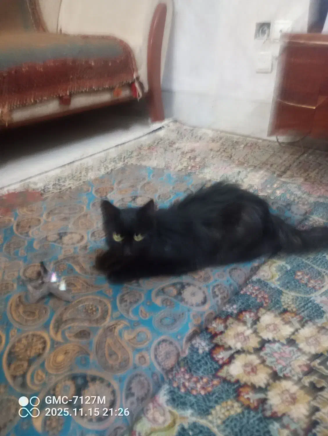 گربه سیاه پیدا شده|گربه|کرمان, |دیوار