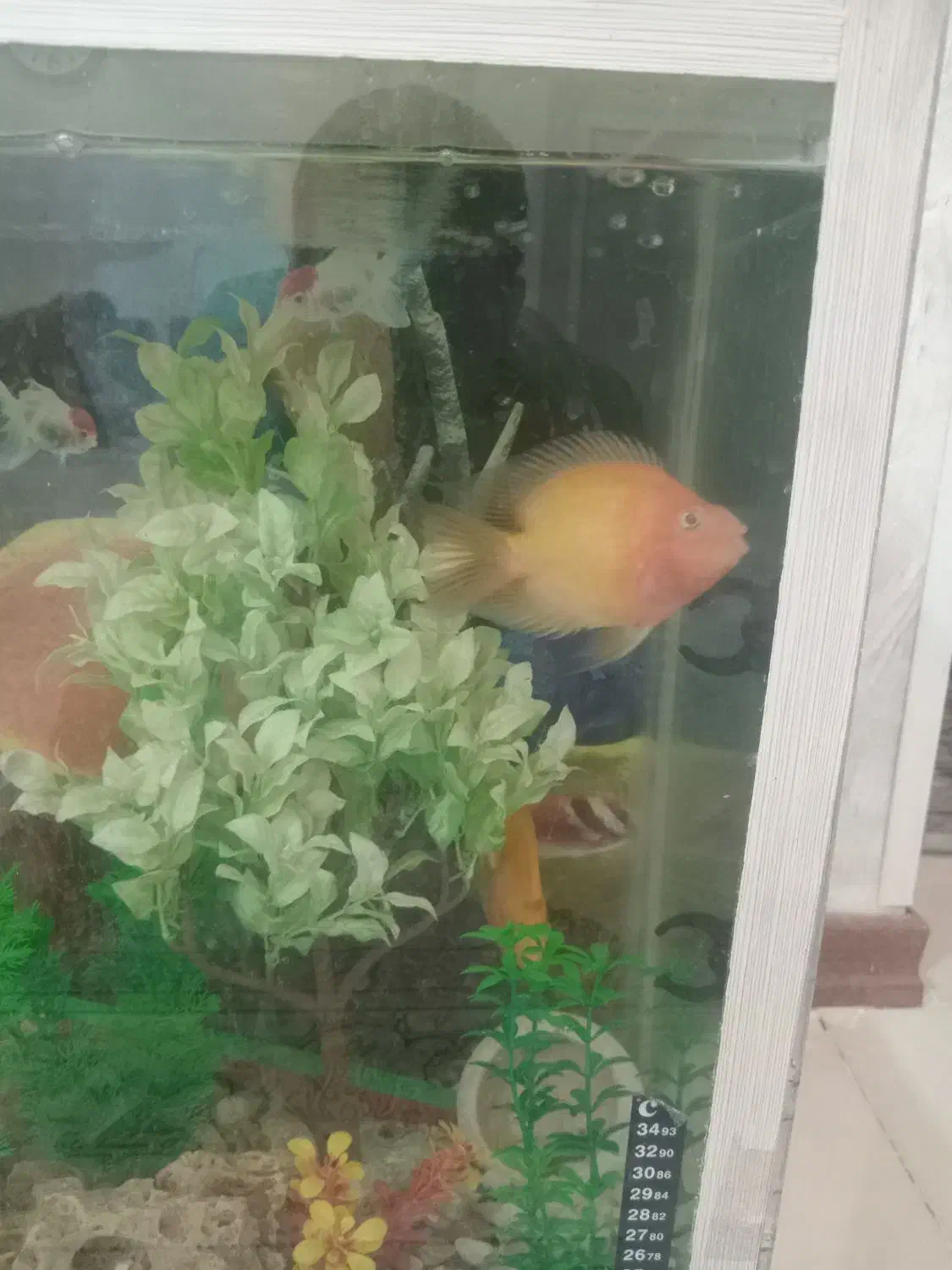 آکواریوم با ماهی پرت ویه دونه فلاور|ماهی|اشتهارد, |دیوار