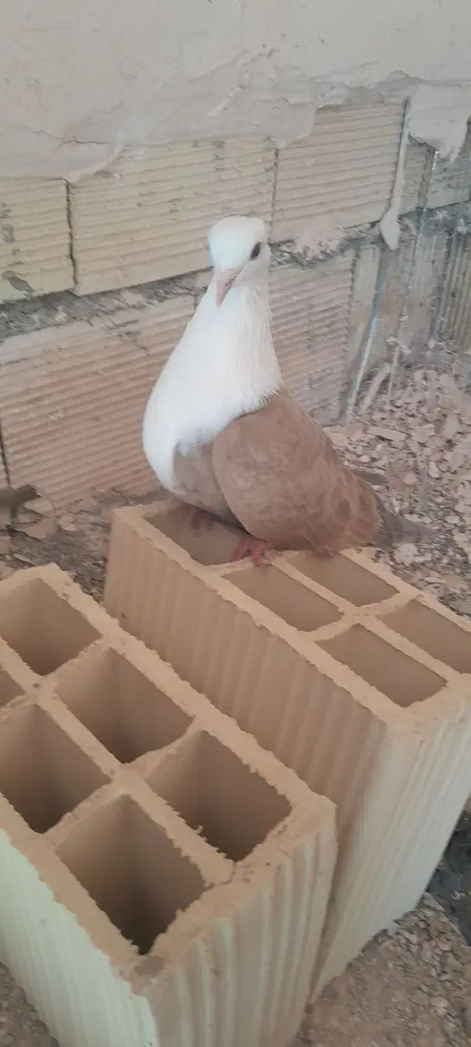 3تا کفتر|پرنده|اسفراین, |دیوار