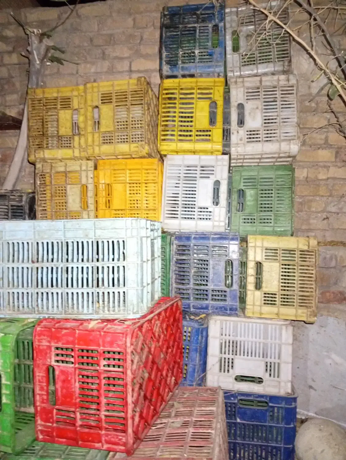 سبد گوجه رنگی|عمده‌فروشی|مرودشت, کوشک|دیوار