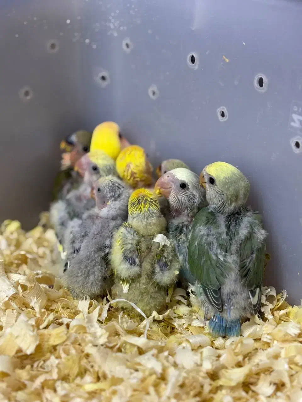 طوطی برزیلی سرلاکی در انواع رنگ پرنده سرای توئیتی|پرنده|قائمشهر, |دیوار