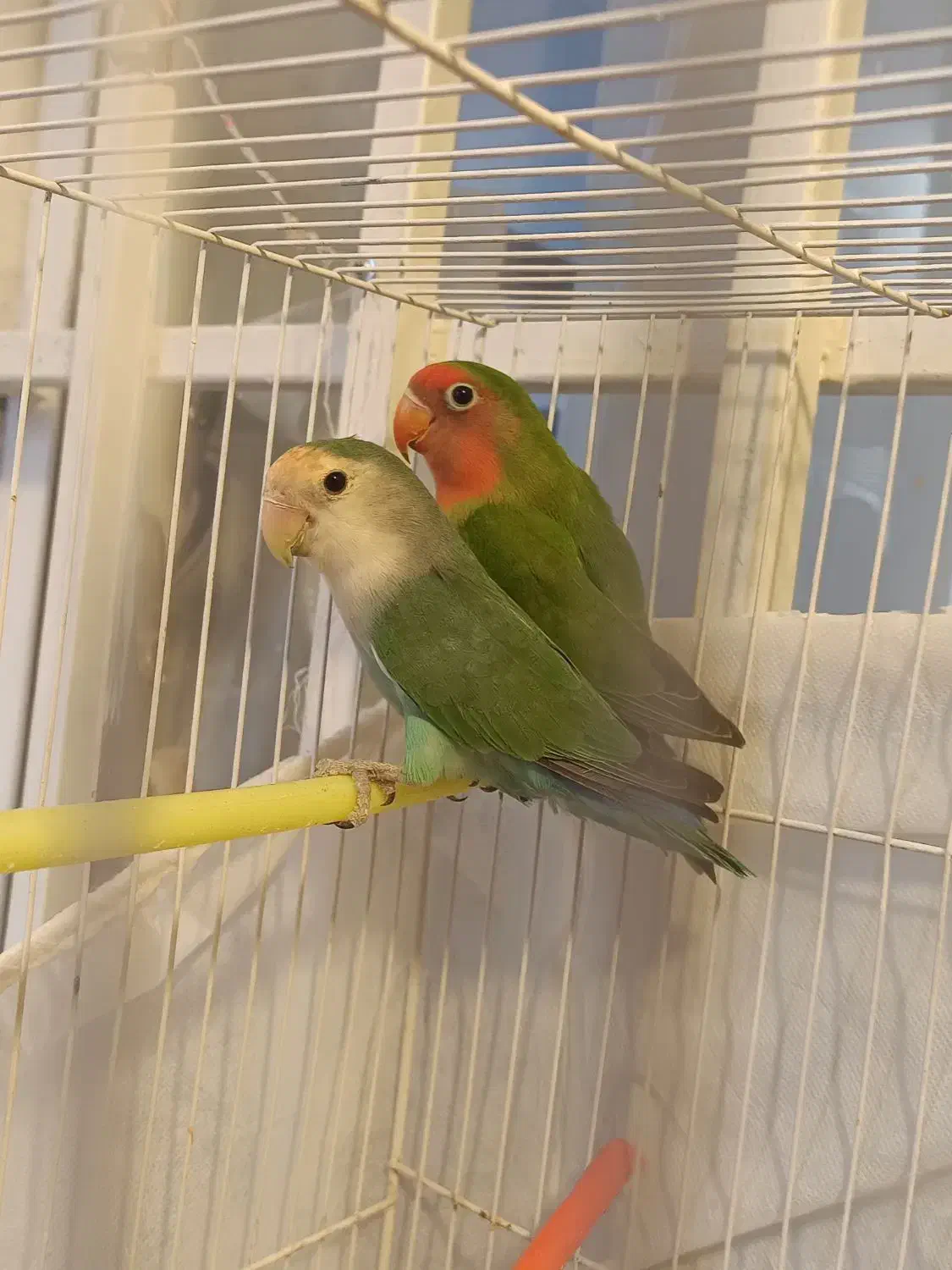 کوتوله بشرط تخم|پرنده|تایباد, |دیوار